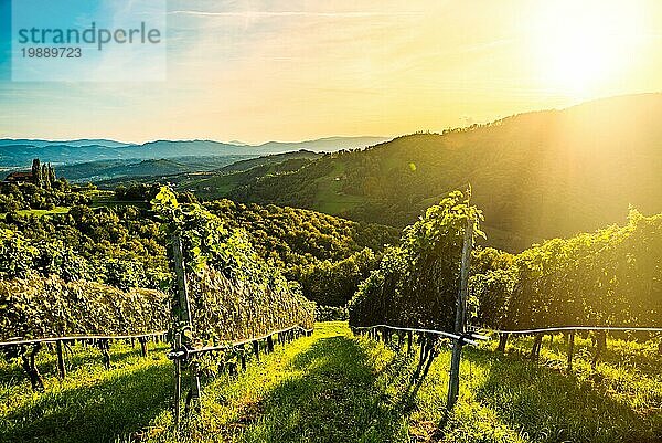 Landschaftsansicht eines Weinbergs auf einem österreichischen Weingut in Kitzeck im Sausal Leibnitz. Touristisches Ziel