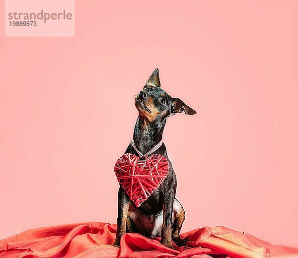 Kleine neugierige Welpe Miniatur Pinscher mit Herz Valentinstag Dekor vor einem rosa Hintergrund