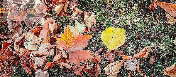 Bunte Blätter auf dem Rasen im Park  Herbst
