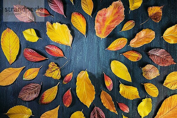Herbstlicher Hintergrund mit leuchtenden Herbstblättern  eine Designvorlage für ein Flugblatt  eine Einladung oder eine Geschenkkarte mit Kopierbereich