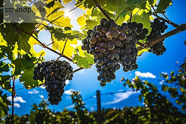 Rote Trauben am Rebstock im steirischen Weinberg. Erntezeit im Herbst  selektiver Fokus Hintergrund