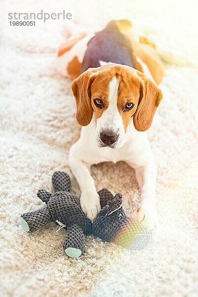 Beagle Hund mit einem Eulenspielzeug auf einem Teppich  der in Richtung Kamera schaut. Bearbeitetes Foto