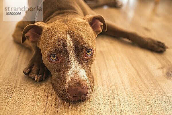 Hund liegt auf Holzboden im Haus  brauner Amstaff Terrier ruht sich aus  große traurige Augen schauen in die Kamera. Hundethema