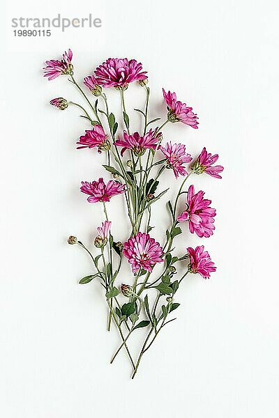 Rosa Blumen auf Weiß  Blumenarrangement aus rosa Chrysanthemen  Flatlay mit Kopierraum