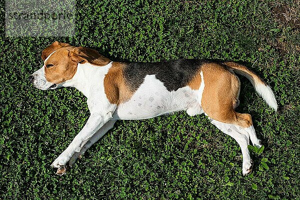 Beagle Hund ruht im Garten in der Sonne auf einem Gras Hintergrund