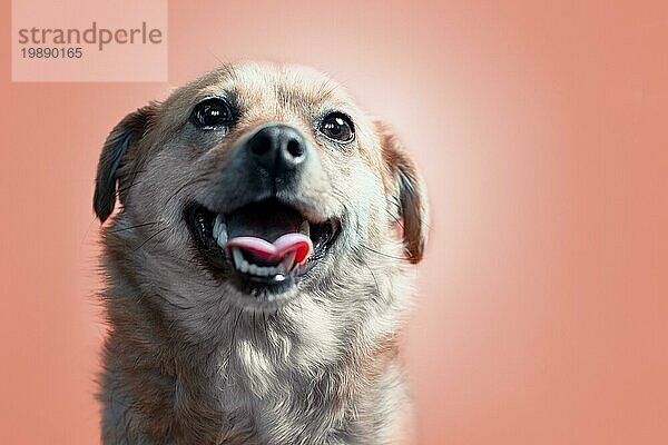 Glücklich lächelnder roter Mischlingshund auf pfirsichfarbenem Hintergrund