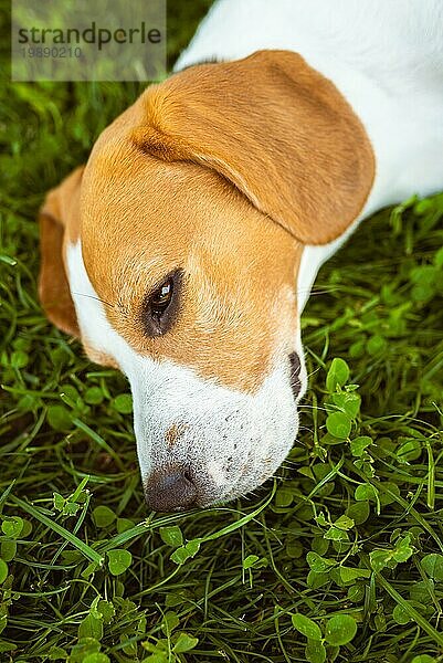 Beagle Hund liegt im Schatten auf Gras versteckt von Sommersonne  Sommer Hintergrund. Müde von Sommerhitze