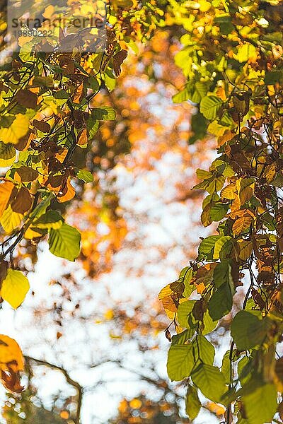 Bunte Blätter an einem Baum im Herbst  Parkflair und unscharfer Hintergrund