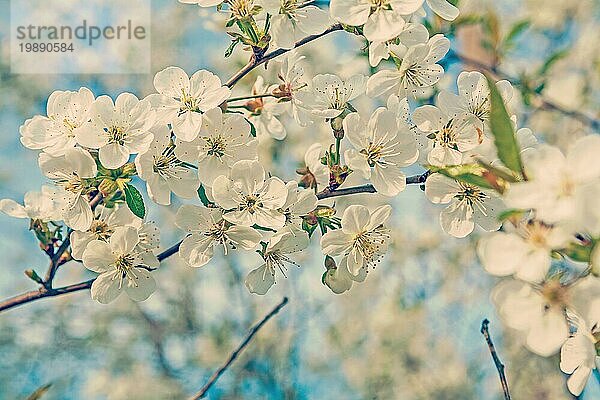 Großer Zweig mit blühenden Blumen des Kirschbaums auf unscharfem Hintergrund