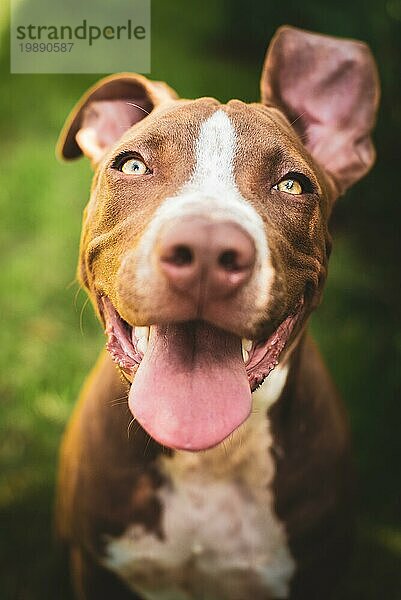 Junger Pitbull Staffordshire Bull Terrier im Garten schaut in Richtung Kamera mit herausgestreckter Zunge Portrait