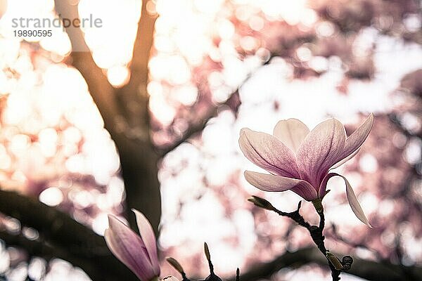 Frische schöne Magnolienblüten  Frühling. Rosa und weiße Farben