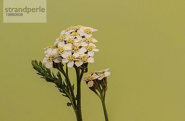 Nahaufnahme einer weißen Schafgarbenblüte vor hellgrünem Hintergrund