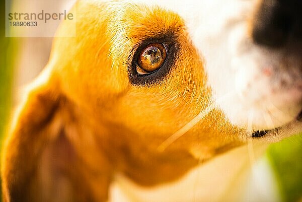 Porträt eines niedlichen Beagle Hundes  der nach oben schaut. Nahaufnahme der Augen  selektiver Fokus. Shallow Tiefe des Feldes Hintergrund