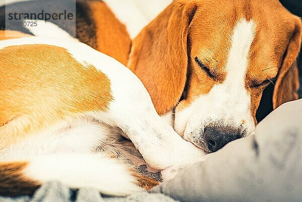 Schlafende Beagle Hund auf dem Sofa im Wohnzimmer gelockt Position. Hund Konzept
