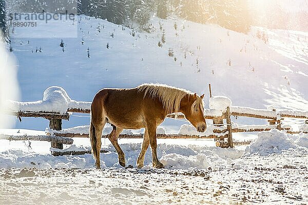 Braunes Pferd steht auf einer idyllischen Pferdekoppel im Winter  Sonnenschein