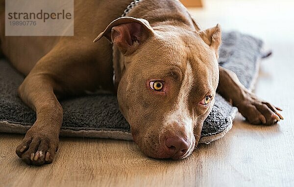 Hund liegt auf Holzboden im Haus  brauner Amstaff Terrier ruht mit großen traurigen Augen. Hund Hintergrund. Selektiver Fokus