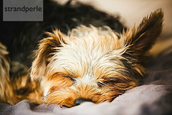 Yorkshire Terrier ruht auf einer Couch im Hinterhof. Natürliches Licht Porträt