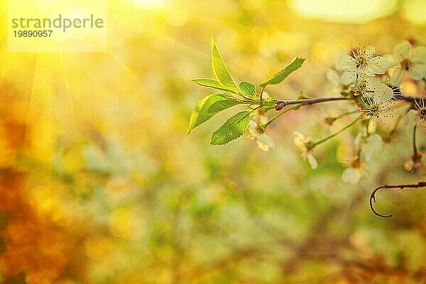 Sunny Ansicht Zweig der blühenden Kirschbaum mit grünen Blättern selektiven Fokus instagram Stil
