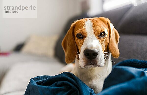 Beagle Hund traurige Augen große Nase. Porträt  Raum kopieren. Haustier zu Hause