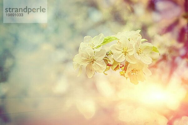 Einzelne kleine Zweig der blühenden Apfelbaum auf unscharfen Hintergrund im Frühjahr nebligen Garten bei Sonnenaufgang