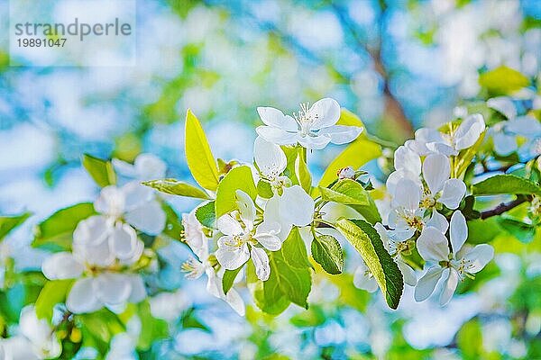 Hell Blick auf Blüte des Kirschbaums instagram Stil