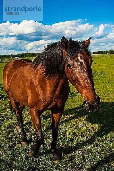 Schönes braunes Pferd Porträt im Sommer Sonne im Freien. Grüner Hintergrund