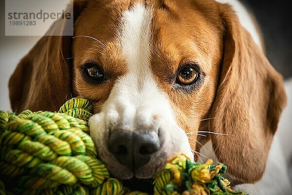 Beagle Hund beißt und kaut auf Seilknoten Spielzeug auf einer Couch. Blick in die Kamera. Nahaufnahme