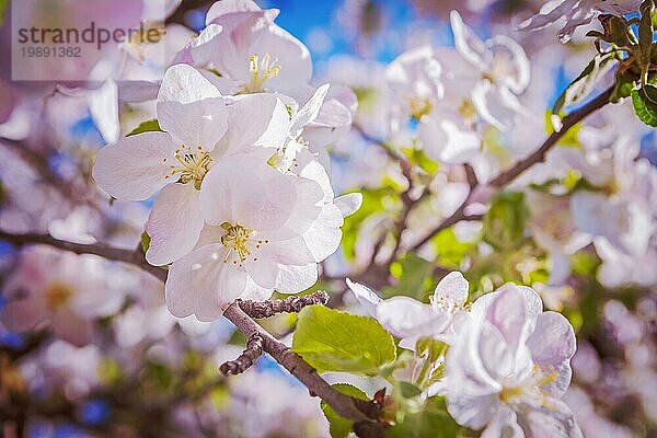 Apfelbaum Blumen Nahaufnahme insagram sttile