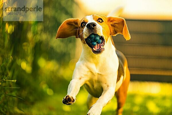 Beautifull drei Farbe Beagle Hund Spaß im Garten im Freien laufen und springen mit Ball in Richtung Kamera