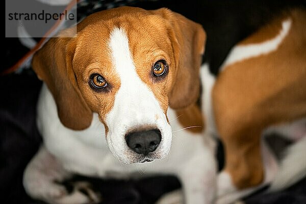 Beagle Hund mit großen Augen  der sich hinlegt und zur Kamera aufschaut. Porträt dunkler Hintergrund