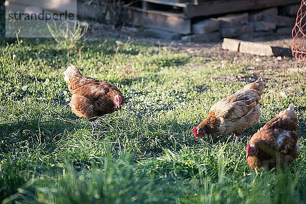Nahaufnahme von glücklichen Hühnern auf einem Bauernhof