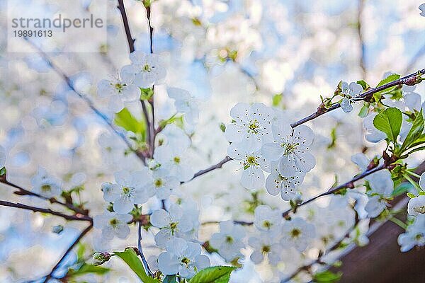 Kirschblüte Nahaufnahme auf kleinem Zweig