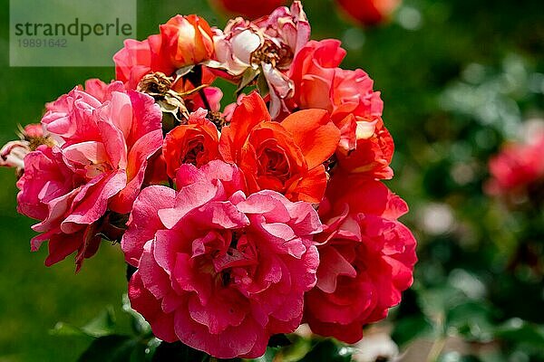 Bunte Nahaufnahme von mehreren roten und orangefarbenen Rosenblütenköpfen der deutschen gebräunten Grimmrose mit Bokehhintergrund und detaillierten Blütenblättern