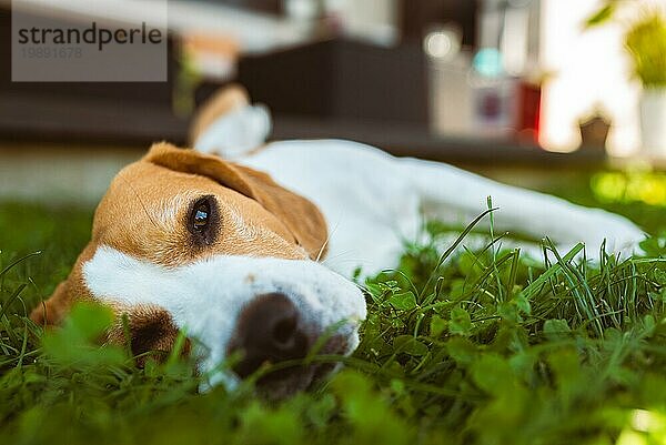 Beagle Hund liegt im Schatten auf Gras versteckt von Sommersonne  Sommer Hintergrund. Müde von Sommerhitze