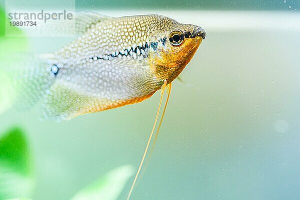 Mosaikfadenfisch (Trichopodus leerii) Süßwasseraquarium Fisch in Fischtank. Aquarien Konzept. Selektiver Fokus