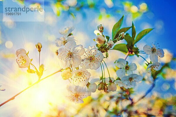 Transluzente Sonne durch blühende herry Baum floralem Hintergrund instagram Stil