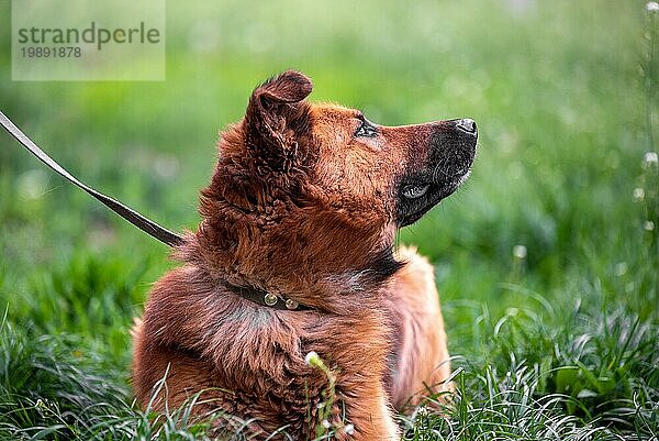 Hund beim Spazierengehen leuchtend roter großer Mischlingshund an der Leine liegt im dichten Gras und schaut auf