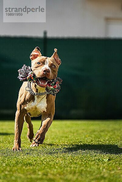 Hund läuft im Hinterhof  Amstaff Terrier mit Spielzeug Seil läuft in Richtung Kamera. Vertikales Foto. Aktives Hundethema