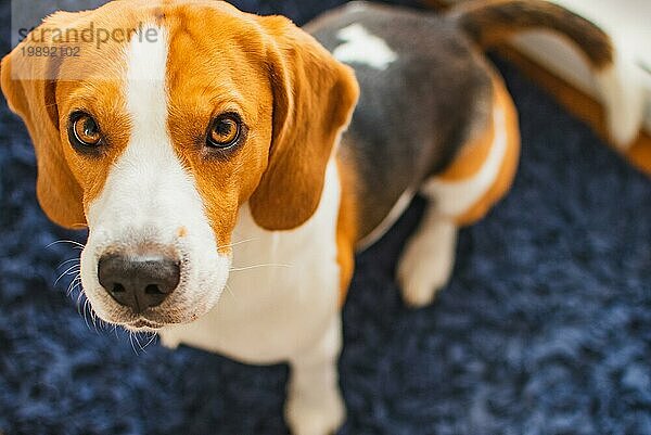 Beagle Hund sitzt auf einem Teppich und blickt in Richtung der Kamera