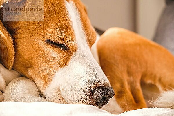 Erwachsener Beaglerüde schläft auf seinem Kissen. Geringe Tiefenschärfe. Hundethema
