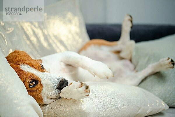 Beagle Hund schlafend und nehmen Sie einige Ruhe in lustige Position. Schöne Hund Porträt  sehr lebendig und scharf. Hintergrund im Innenbereich