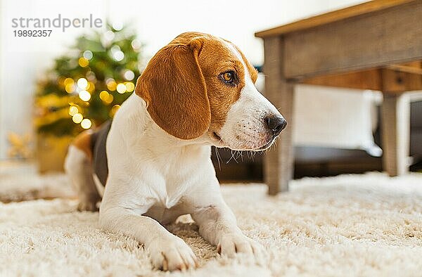 Beagle Hund liegt auf Teppich in gemütlichen Haus. Drinnen Hintergrund