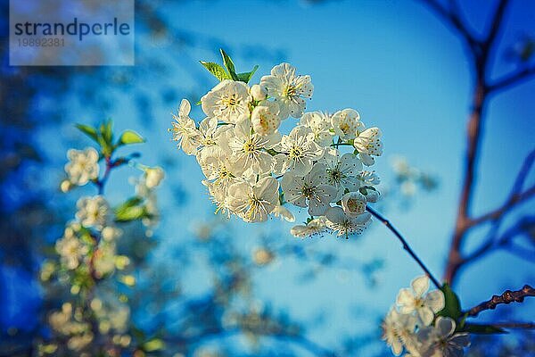 Kleiner Kirschbaum Blumen auf Zweig instagram Stil