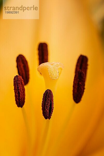 Gelbe Madonnenlilie (Lilium candidum) Blume mit Knospen in der Natur. Hintergrund in der Natur. Detaillierte Nahaufnahme in der Sonne. Selektiver Fokus