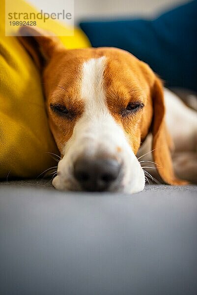 Beagle Hund müde schläft auf einer gemütlichen Couch. Adorable Hund Hintergrund. Vertikales Foto