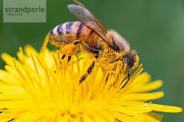 Detailaufnahme einer europäischen  Honigbiene (Apis Mellifera)  bedeckt mit Pollen auf einer gelben Löwenzahnblüte. Selektiver Fokus  blaür Hintergrund