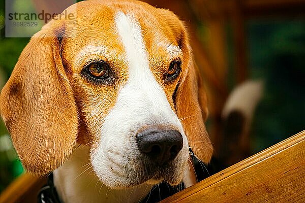 Schöne Beagle Hund Porträt im Freien. Hundehintergrund