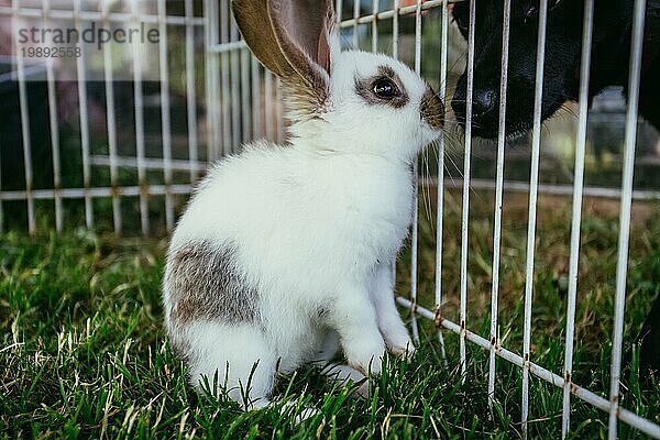 Der kleine Hase im Gehege und der Hund draußen beschnüffeln sich gegenseitig. Frühlingszeit