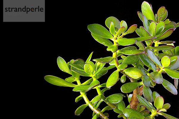 oder Geldbaum (Crassula ovata) Sukkulente Pflanze close up auf schwarzem Hintergrund  copy space