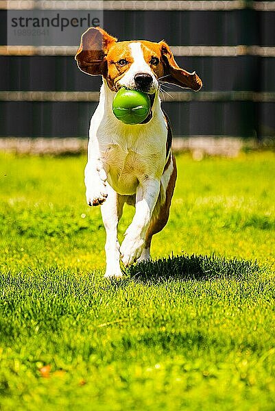 Beagle Hund springt und läuft mit einem Spielzeug im Garten in Richtung der Kamera. Vertikales Foto